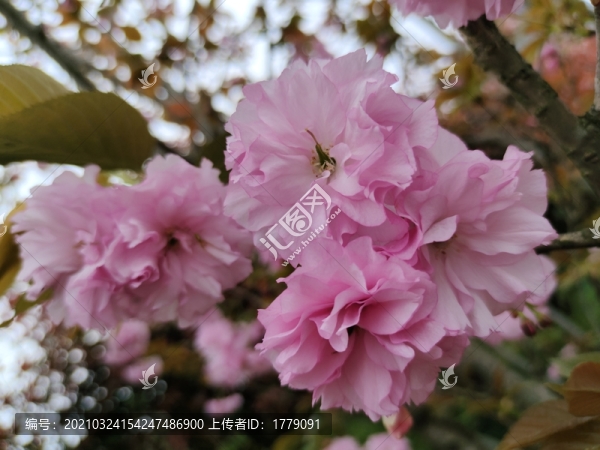 櫻花