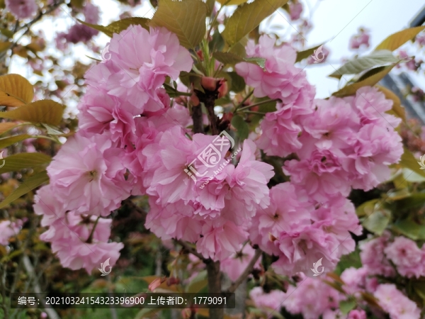 櫻花