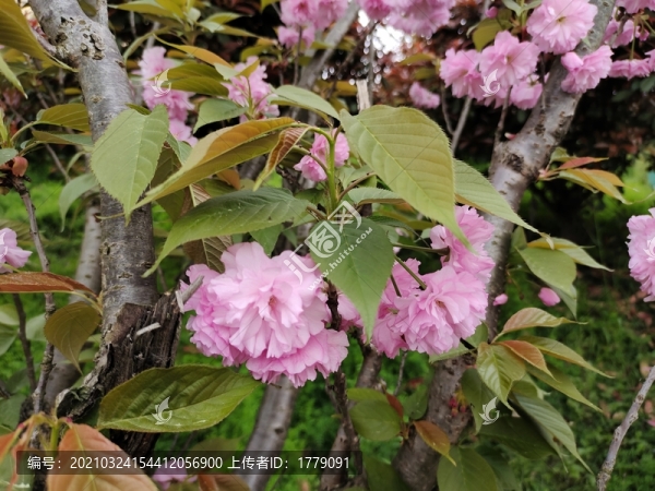 櫻花
