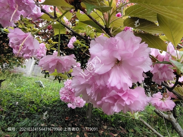 櫻花