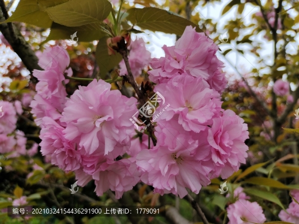櫻花