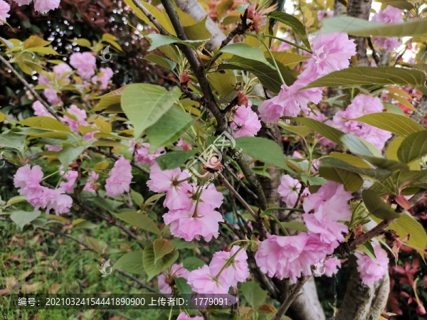櫻花園