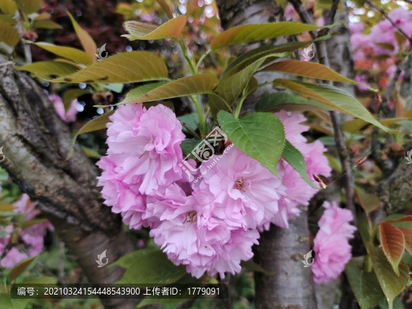 櫻花