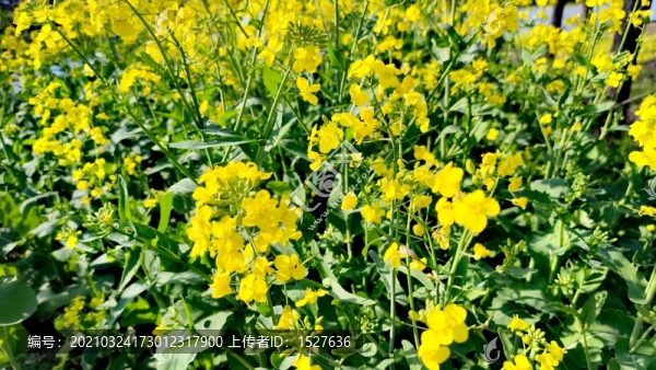 油菜花