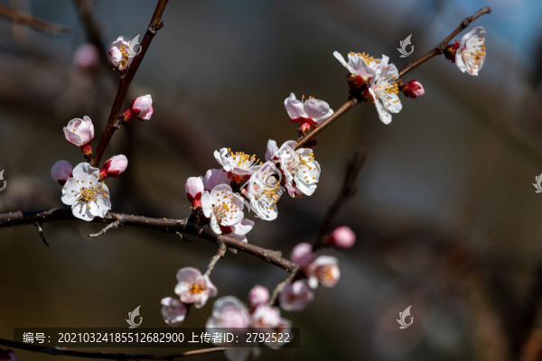 杏花