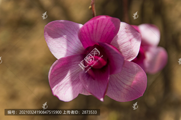 紫玉蘭花高清攝影