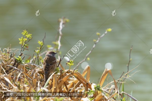 麻雀