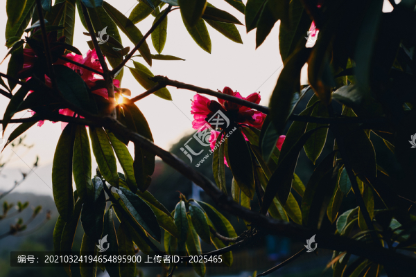 貴州百里杜鵑