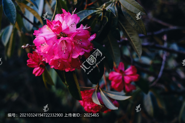 貴州百里杜鵑