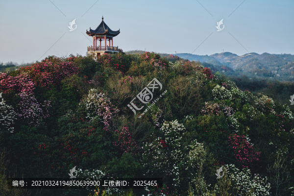 貴州百里杜鵑