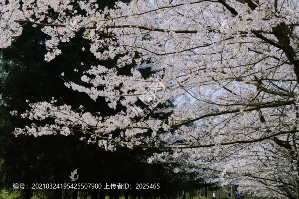 貴州平壩櫻花