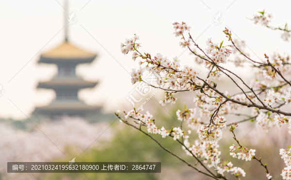 武漢櫻花虛化建筑背景