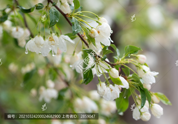 山丁子花