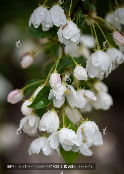 山丁子花