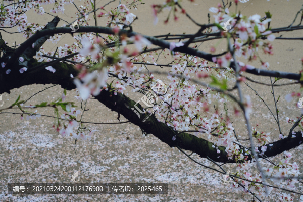 貴州平壩櫻花