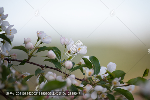 山丁子花