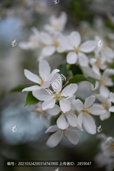 山丁子花