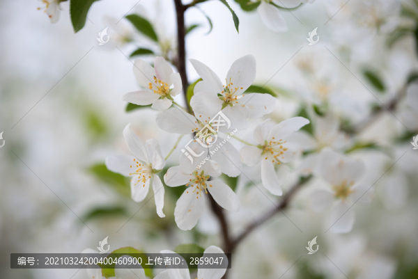 山丁子花