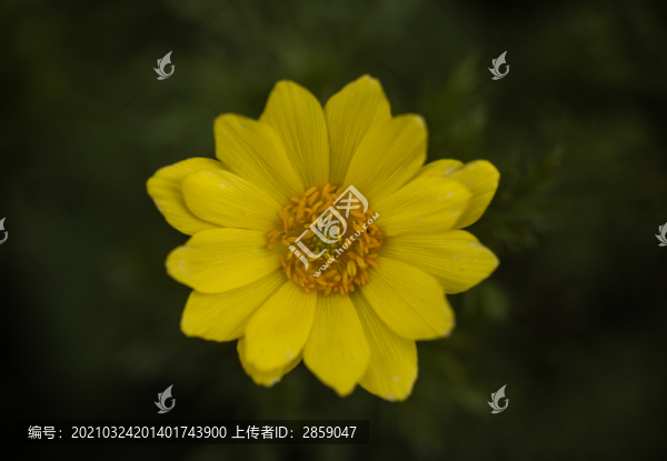 金雞菊