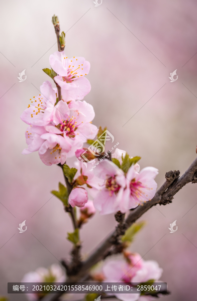梅花