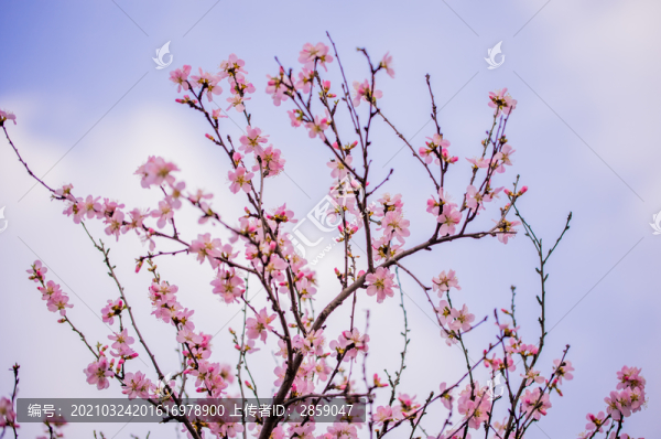梅花