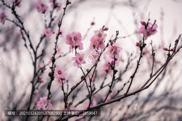 梅花