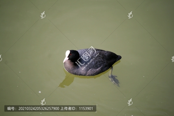 白骨頂雞