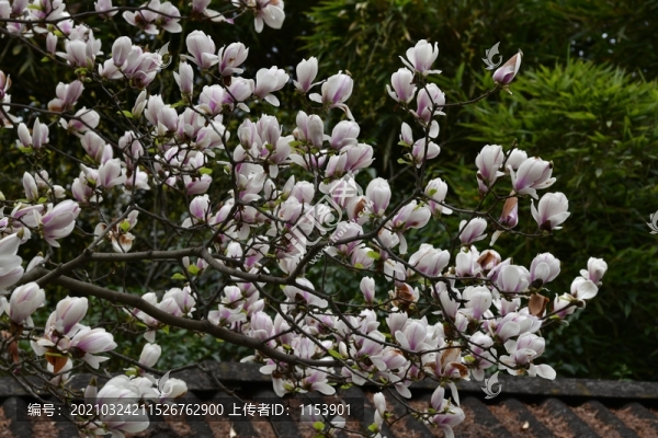 玉蘭花枝