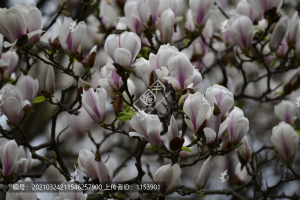 玉蘭花