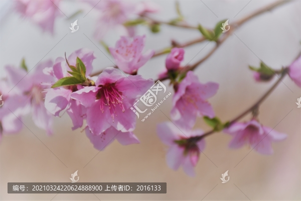 桃花