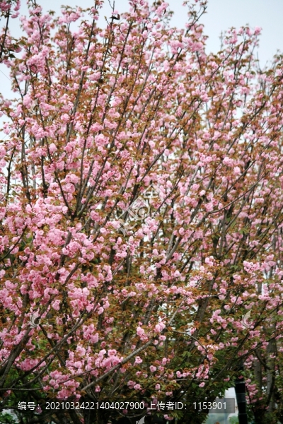 櫻花樹