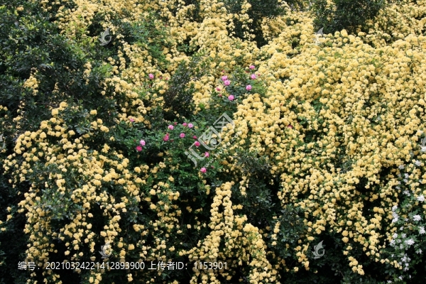 木香花
