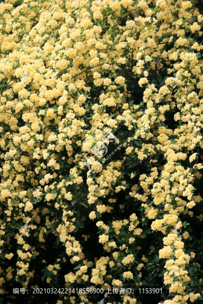 木香花