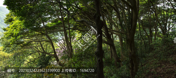 林中看花