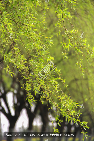 春日柳芽