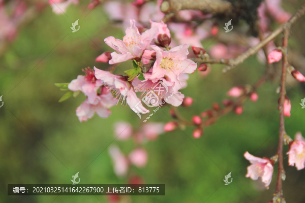 枝頭桃花開