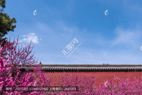 春天沈陽北陵清昭陵的宮墻和桃花