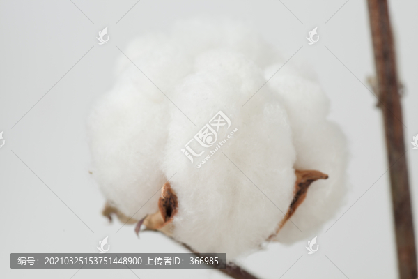 新疆長絨棉棉花