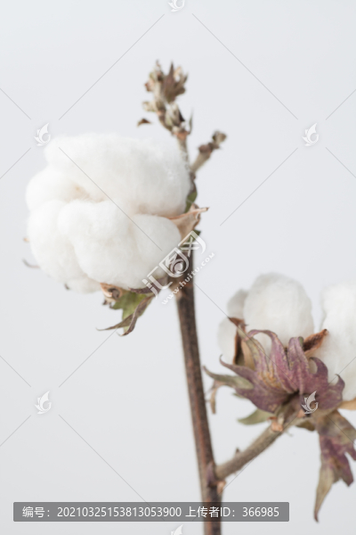 新疆長絨棉棉花