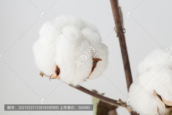 新疆長絨棉棉花