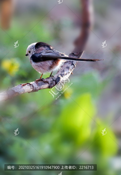 春來了