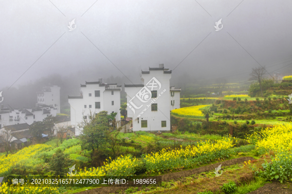 江嶺油菜花梯田