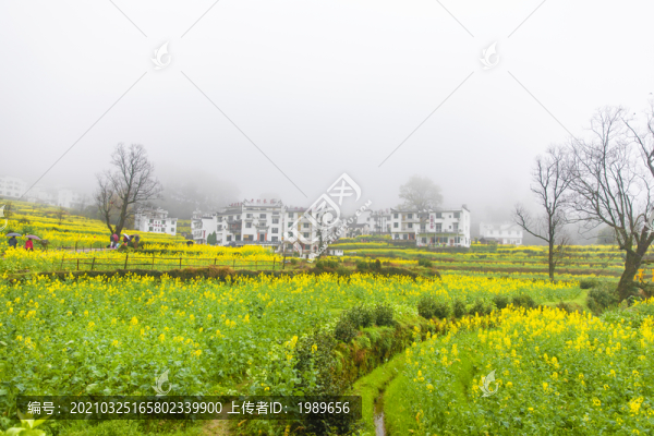 江嶺油菜花梯田