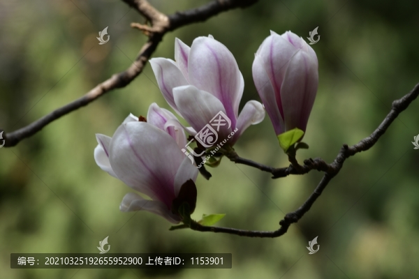 玉蘭花枝