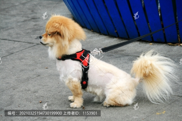 小狗
