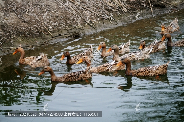 麻鴨