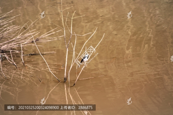 污染湖水中的小鳥