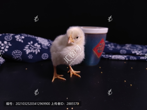 小雞