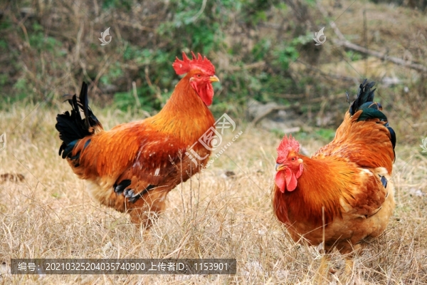 跑山雞