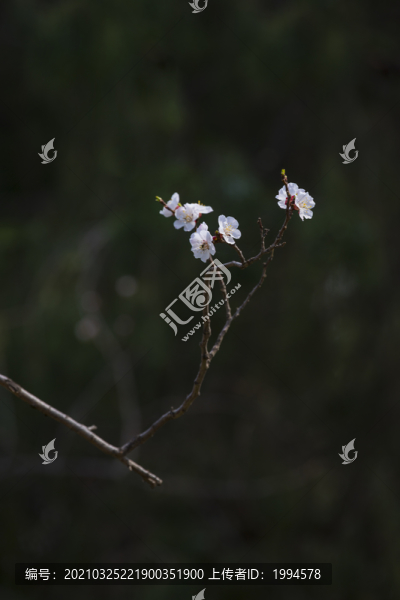 杏花